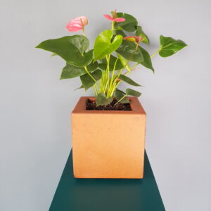 Cruach Design Deasc Planter